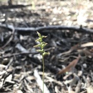 Corunastylis clivicola at Jerrabomberra, NSW - 12 Apr 2020
