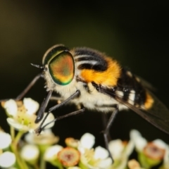 Scaptia (Scaptia) auriflua (A flower-feeding march fly) at Dunlop, ACT - 30 Jan 2013 by Bron