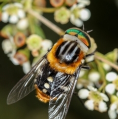 Scaptia (Scaptia) auriflua at Dunlop, ACT - 30 Jan 2013