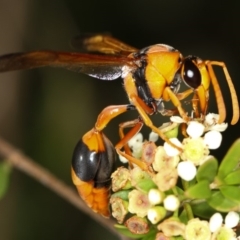 Delta bicinctum (Potter wasp) at West Belconnen Pond - 30 Jan 2013 by Bron