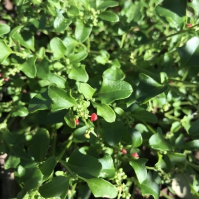 Einadia hastata (Berry Saltbush) at Mount Jerrabomberra - 12 Apr 2020 by roachie