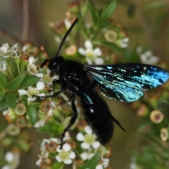 Austroscolia soror (Blue Flower Wasp) at West Belconnen Pond - 30 Jan 2013 by Bron