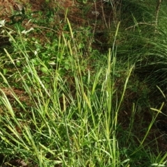 Setaria sp. (Pigeon Grass) at Isaacs Ridge and Nearby - 12 Apr 2020 by Mike
