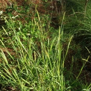 Setaria sp. at Isaacs, ACT - 12 Apr 2020