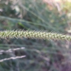 Setaria sp. at Isaacs, ACT - 12 Apr 2020