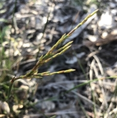 Lepidosperma laterale at Karabar, NSW - 12 Apr 2020