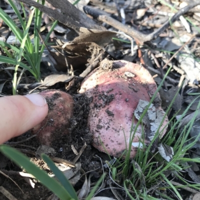 Russula sp. (Russula) at Mount Jerrabomberra QP - 11 Apr 2020 by roachie