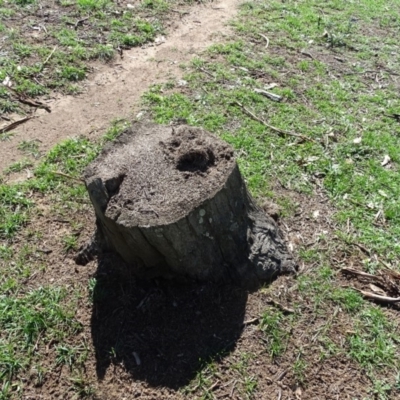 Papyrius nitidus (Shining Coconut Ant) at Jerrabomberra, ACT - 12 Apr 2020 by Mike