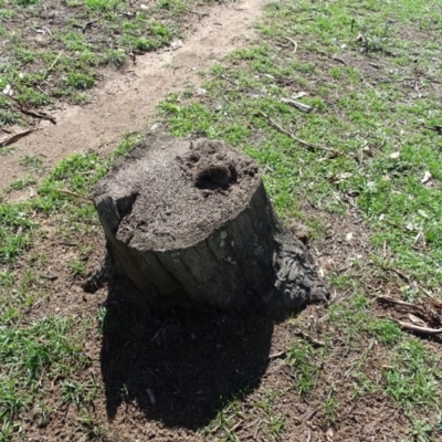 Papyrius nitidus (Shining Coconut Ant) at Callum Brae - 12 Apr 2020 by Mike