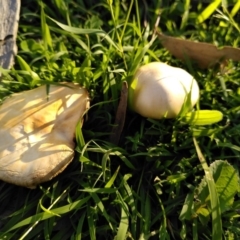 Agaricus sp. at Aranda Bushland - 12 Apr 2020 by JoeG