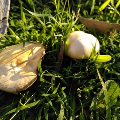 Agaricus sp. at Aranda Bushland - 12 Apr 2020 by JoeG