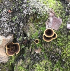 Unverified Cap on a stem; none of the above at Jerrabomberra, NSW - 23 Apr 2020 by roachie