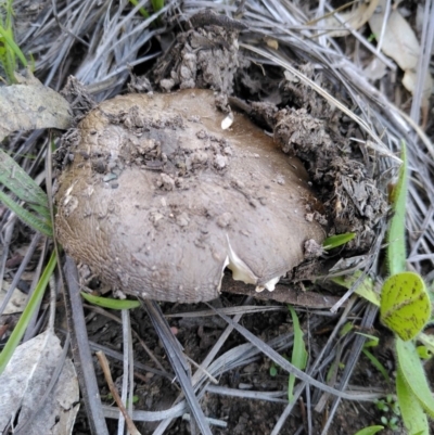 Amanita sp. (Amanita sp.) at Dunlop, ACT - 12 Apr 2020 by JoeG