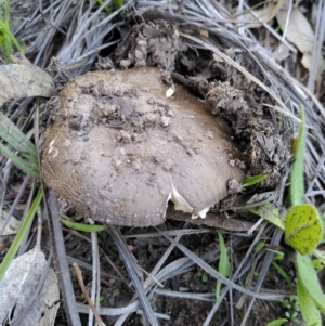 Amanita sp. at Dunlop, ACT - 12 Apr 2020