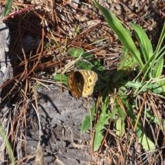 Junonia villida (Meadow Argus) at Isaacs, ACT - 12 Apr 2020 by Mike