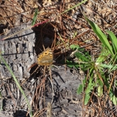 Junonia villida at Isaacs, ACT - 12 Apr 2020