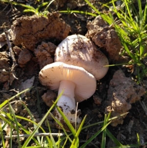 Amanita sp. at Dunlop, ACT - 12 Apr 2020