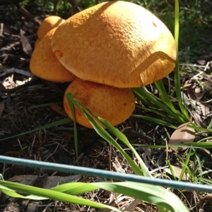 Gymnopilus junonius at Dunlop, ACT - 12 Apr 2020