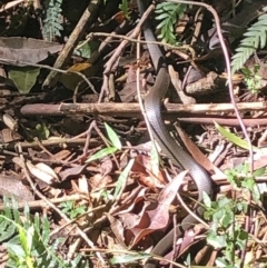 Hemiaspis signata at Wattamolla, NSW - 9 Apr 2020 by WattaWanderer