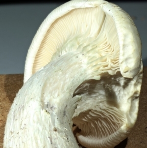 zz agaric (stem; gills white/cream) at Kambah, ACT - 13 Apr 2020