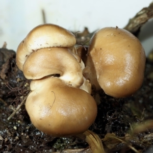 zz agaric (stem; gills white/cream) at Kambah, ACT - 12 Apr 2020