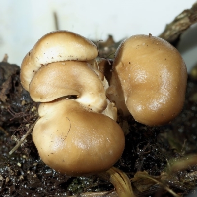 zz agaric (stem; gills white/cream) at Kambah, ACT - 12 Apr 2020 by Marthijn