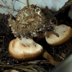 zz agaric (stem; gills white/cream) at Kambah, ACT - 12 Apr 2020