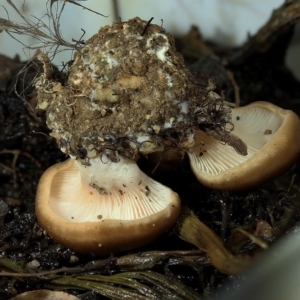 zz agaric (stem; gills white/cream) at Kambah, ACT - 12 Apr 2020 06:36 PM