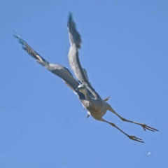 Egretta novaehollandiae (White-faced Heron) at Lower Molonglo - 12 Apr 2020 by Marthijn