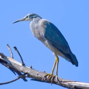 Egretta novaehollandiae at Stromlo, ACT - 12 Apr 2020