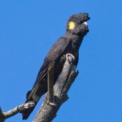 Zanda funerea (Yellow-tailed Black-Cockatoo) at Lower Molonglo - 12 Apr 2020 by Marthijn