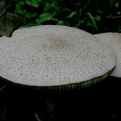 Chlorophyllum/Macrolepiota sp. (genus) at Coree, ACT - 31 Mar 2020 by JudithRoach