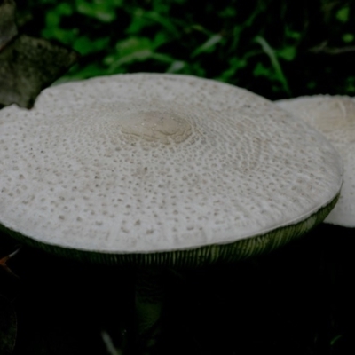 Chlorophyllum/Macrolepiota sp. (genus) at Coree, ACT - 31 Mar 2020 by JudithRoach