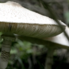 Chlorophyllum/Macrolepiota sp. (genus) at Coree, ACT - 31 Mar 2020 08:43 AM