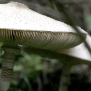 Chlorophyllum/Macrolepiota sp. (genus) at Coree, ACT - 31 Mar 2020 08:43 AM