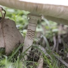 Chlorophyllum/Macrolepiota sp. (genus) at Coree, ACT - 31 Mar 2020 08:43 AM