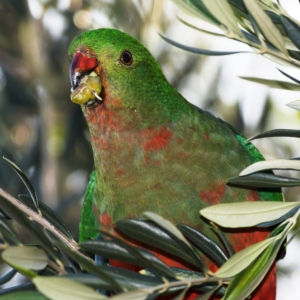 Alisterus scapularis at Kambah, ACT - 12 Apr 2020