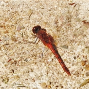 Diplacodes bipunctata at Tuggeranong DC, ACT - 12 Apr 2020