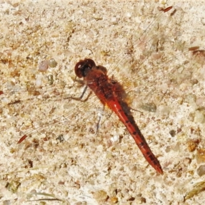 Diplacodes bipunctata (Wandering Percher) at Tuggeranong DC, ACT - 12 Apr 2020 by JohnBundock