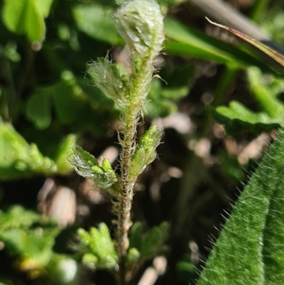 Cheilanthes distans (Bristly Cloak Fern) at Denman Prospect, ACT - 12 Apr 2020 by AaronClausen