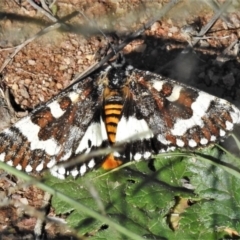 Apina callisto (Pasture Day Moth) at Tuggeranong DC, ACT - 12 Apr 2020 by JohnBundock