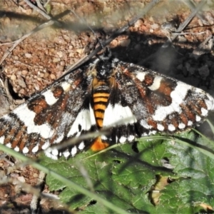 Apina callisto at Tuggeranong DC, ACT - 12 Apr 2020