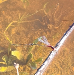 Xanthagrion erythroneurum at Dunlop, ACT - 12 Apr 2020 03:45 PM