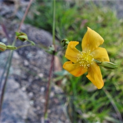 Hypericum gramineum (Small St Johns Wort) at Tuggeranong DC, ACT - 12 Apr 2020 by JohnBundock
