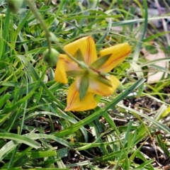 Hypericum gramineum at Tuggeranong DC, ACT - 12 Apr 2020