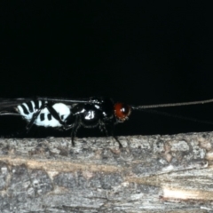 Braconidae (family) (Unidentified braconid wasp) at Hackett, ACT - 9 Apr 2020 by jbromilow50