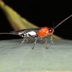 Braconidae (family) (Unidentified braconid wasp) at Mount Ainslie - 9 Apr 2020 by jb2602