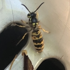 Vespula germanica (European wasp) at Aranda, ACT - 12 Apr 2020 by Lisa.Jok