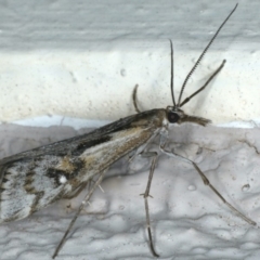 Hednota pedionoma (Pasture Webworm) at Ainslie, ACT - 9 Apr 2020 by jb2602