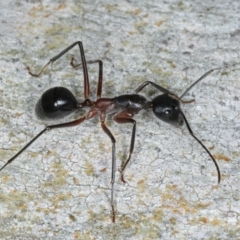 Camponotus intrepidus (Flumed Sugar Ant) at Ainslie, ACT - 6 Apr 2020 by jbromilow50